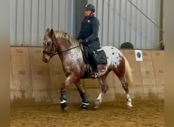 Appaloosa, Gelding, 7 years, 15 hh, Red Dun