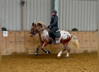 Appaloosa, Gelding, 7 years, 15 hh, Red Dun