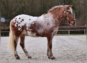 Appaloosa, Gelding, 7 years, 15 hh, Red Dun