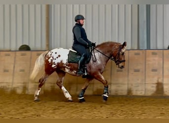 Appaloosa, Gelding, 7 years, 15 hh, Red Dun