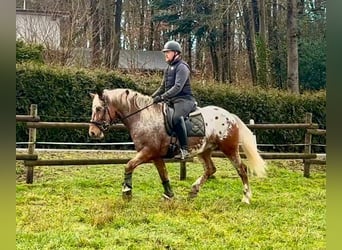 Appaloosa, Gelding, 7 years, 15 hh, Red Dun