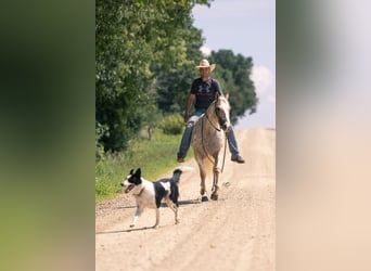 Appaloosa, Gelding, 7 years, 15 hh