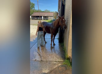Appaloosa, Gelding, 7 years, 15,1 hh, Chestnut-Red