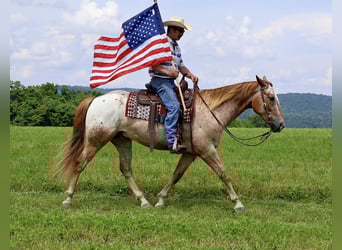 Appaloosa, Gelding, 7 years, 15,2 hh, Sorrel