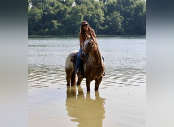 Appaloosa, Gelding, 7 years, 15,2 hh, Sorrel