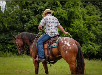Appaloosa, Gelding, 7 years, 15,3 hh, Bay
