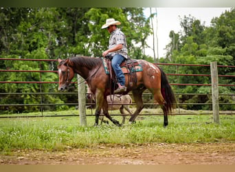 Appaloosa, Gelding, 7 years, 15,3 hh, Bay
