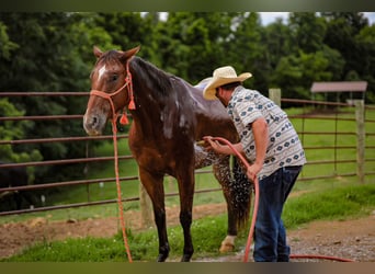 Appaloosa, Gelding, 7 years, 15,3 hh, Bay