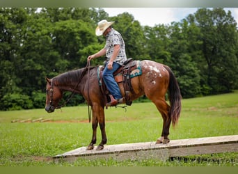 Appaloosa, Gelding, 7 years, 15,3 hh