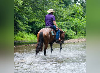 Appaloosa, Gelding, 7 years, 15,3 hh