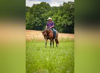 Appaloosa, Gelding, 7 years, 15,3 hh