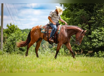 Appaloosa, Gelding, 7 years, 15,3 hh