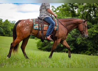 Appaloosa, Gelding, 7 years, 15,3 hh