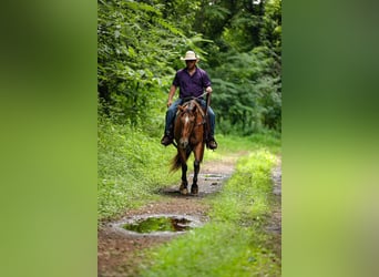 Appaloosa, Gelding, 7 years, 15,3 hh
