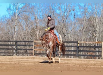 Appaloosa, Gelding, 7 years, 16,1 hh