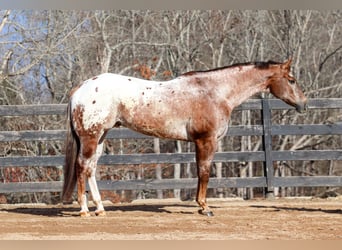 Appaloosa, Gelding, 7 years, 16.1 hh