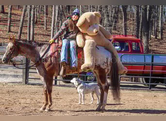 Appaloosa, Gelding, 7 years, 16.1 hh