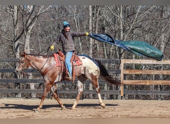 Appaloosa, Gelding, 7 years, 16.1 hh