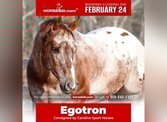 Appaloosa, Gelding, 7 years, 16.1 hh