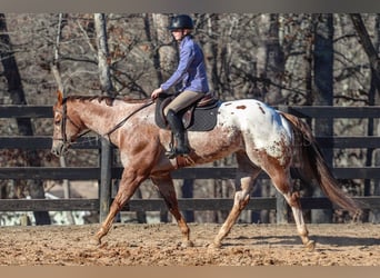 Appaloosa, Gelding, 7 years, 16.1 hh