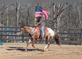 Appaloosa, Gelding, 7 years, 16,1 hh