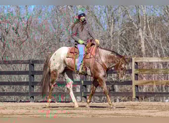 Appaloosa, Gelding, 7 years, 16.1 hh