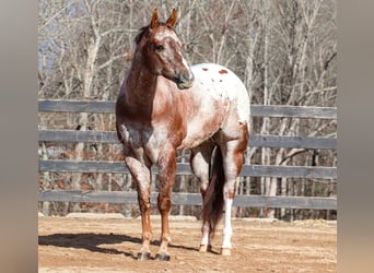 Appaloosa, Gelding, 7 years, 16.1 hh