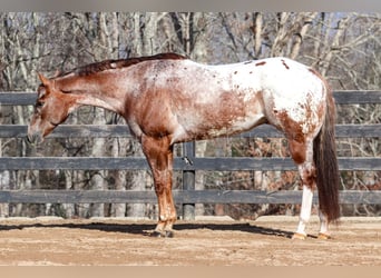 Appaloosa, Gelding, 7 years, 16.1 hh
