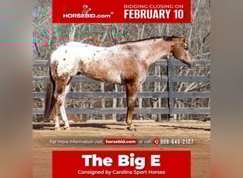 Appaloosa, Gelding, 7 years, 16.1 hh