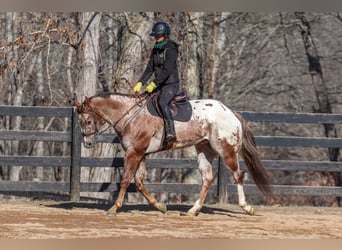 Appaloosa, Gelding, 7 years, 16.1 hh