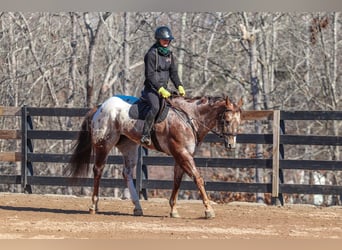 Appaloosa, Gelding, 7 years, 16.1 hh
