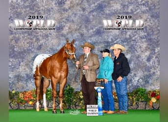 Appaloosa, Gelding, 7 years, 16.1 hh