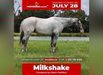 Appaloosa, Gelding, 7 years, 16 hh, Gray