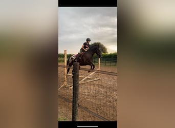 Appaloosa, Gelding, 7 years, 16 hh, Leopard-Piebald