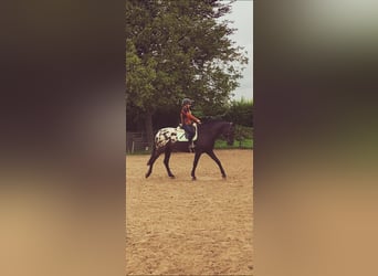 Appaloosa, Gelding, 7 years, 16 hh, Leopard-Piebald