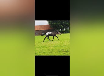 Appaloosa, Gelding, 7 years, 16 hh, Leopard-Piebald
