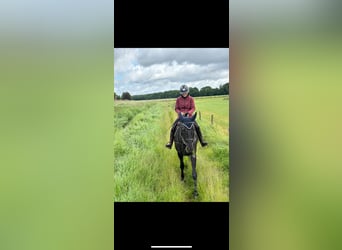 Appaloosa, Gelding, 7 years, 16 hh, Leopard-Piebald