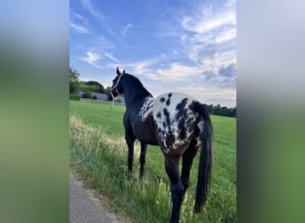 Appaloosa, Gelding, 7 years, 16 hh, Leopard-Piebald