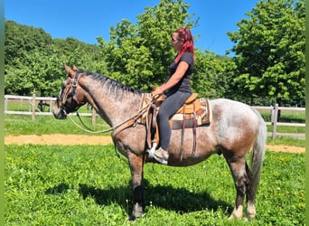 Appaloosa, Gelding, 7 years, 16 hh, Leopard-Piebald