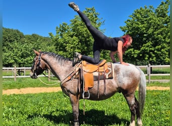 Appaloosa, Gelding, 7 years, 16 hh, Leopard-Piebald