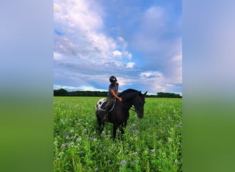 Appaloosa, Gelding, 7 years, 16,1 hh, Black