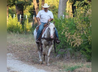 Appaloosa, Gelding, 7 years, Leopard-Piebald