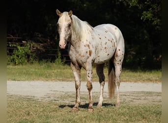 Appaloosa, Gelding, 7 years, Leopard-Piebald