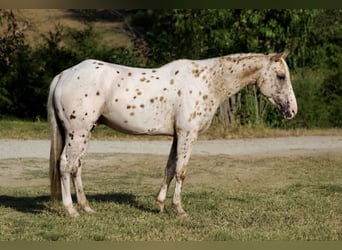 Appaloosa, Gelding, 7 years, Palomino