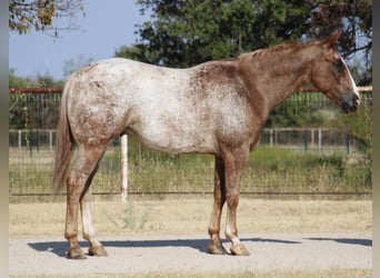 Appaloosa, Gelding, 7 years, Roan-Red