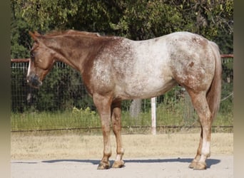 Appaloosa, Gelding, 7 years, Roan-Red