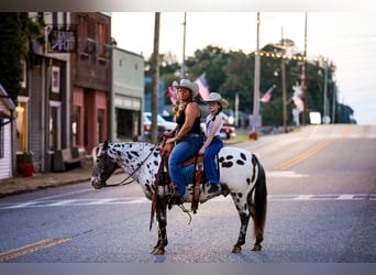 Appaloosa, Gelding, 8 years, 13.1 hh, Chestnut