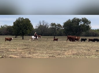 Appaloosa, Gelding, 8 years, 13,1 hh, Roan-Red