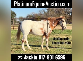 Appaloosa, Gelding, 8 years, 13.1 hh, Roan-Red