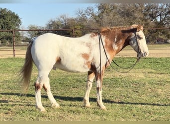 Appaloosa, Gelding, 8 years, 13.1 hh, Roan-Red